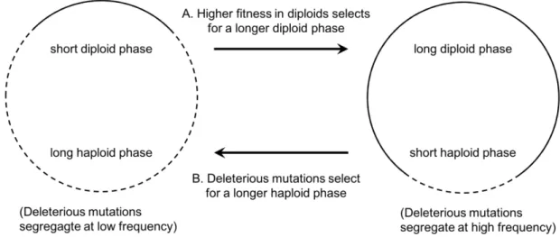 Figure  1  Two  selective  forces  maintain  the  long-term  stability  of  haploid-diploid  life  cycles