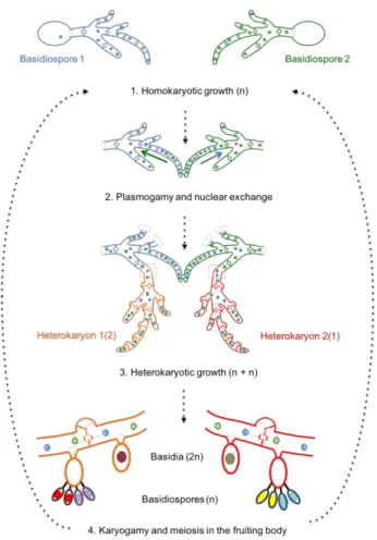 Figure 2 Typical biphasic life cycle of a heterothallic basidiomycete e.g. Heterobasidion parviporum