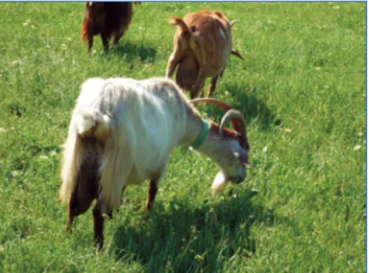 Figure 8. Un troupeau au pâturage. Les prés et  les bords de rivière sont recherchés par les éleveurs, 