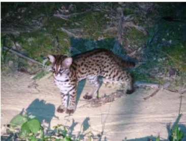 Fig. 6. A leopard cat (Prionailurus bengalensis) foraging in an oil palm plantation during night time, 2012, Indonesia, Aude Verwilghen