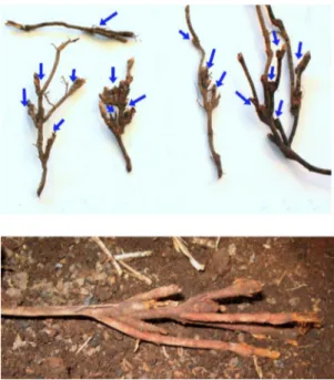 Fig. 7. Oil palm roots showing traces of successive reiterations right from an early stage due to Sufetula attack, Xavier Bonneau © Cirad.
