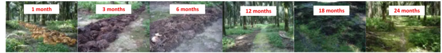 Fig. 2. EFB decomposition in the ﬁ eld: 1, 3, 6, 12, 18 and 24 months after application