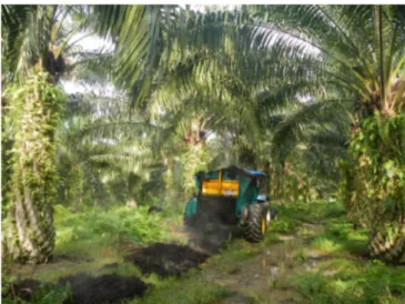 Fig. 3. Field application of compost from palm oil residues, 2013, Indonesia, Cécile Bessou ©Cirad.