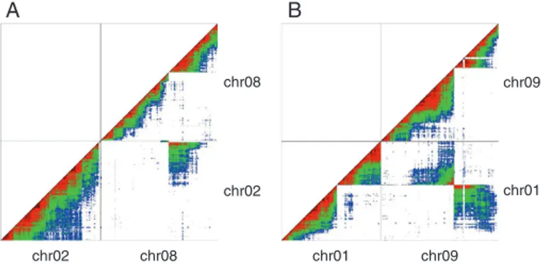 Fig. 1.  Genetic linkage between SNP markers in the ‘Calcutta 4’ self-progeny  projected on M. acuminata reference chromosomes 2 and 8 (A) and 1 and 9 (B)