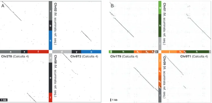 Fig. 3.  Dot-plot representation of alignments between ‘Calcutta 4’ scaffolds and the M. acuminata reference chromosome sequence at translocation breakpoints