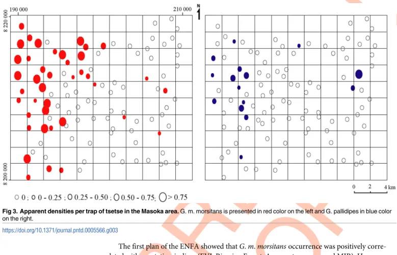 Fig 3. Apparent densities per trap of tsetse in the Masoka area. G. m. morsitans is presented in red color on the left and G