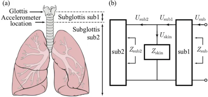 Fig 2. Representation of the subglottal system. (a) Accelerometer position and sub1 and sub2 system parts