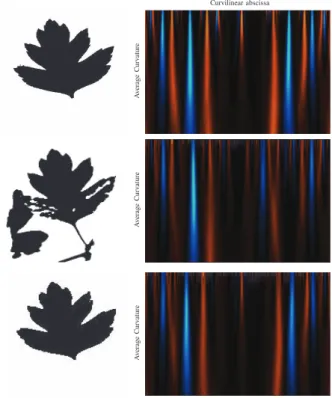 Fig. 14: Examples of description of tree leaf (left) and the resulting histogram based on measuring the CSS (right)