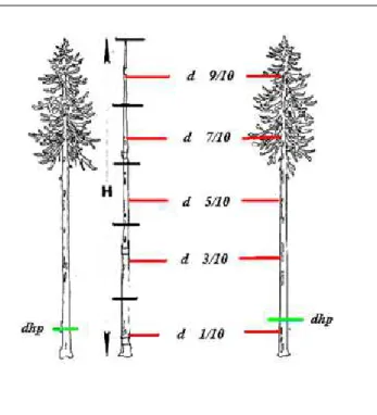 Figure 2: Stem Segmentation scheme of equal length sections 