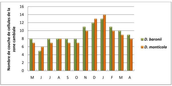 Figure 1 : Histogramme montrant la variation en nombre de couche de cellules par file radiale de la zone cambiale de  Dalbergia baronii et de D