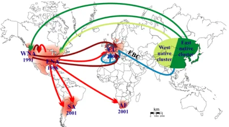 Fig. 3 Worldwide invasion scenario of Harmonia axyridis.