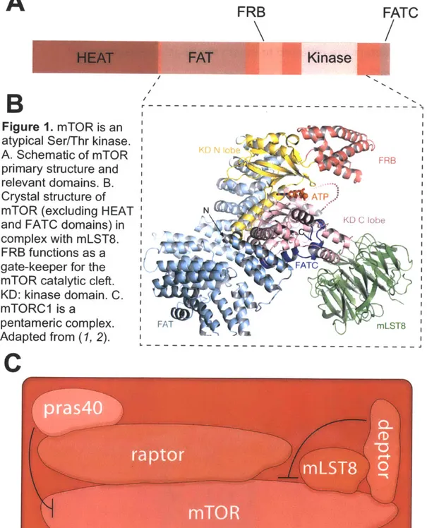 Figure  1.  mTOR  is an atypical Ser/Thr kinase.
