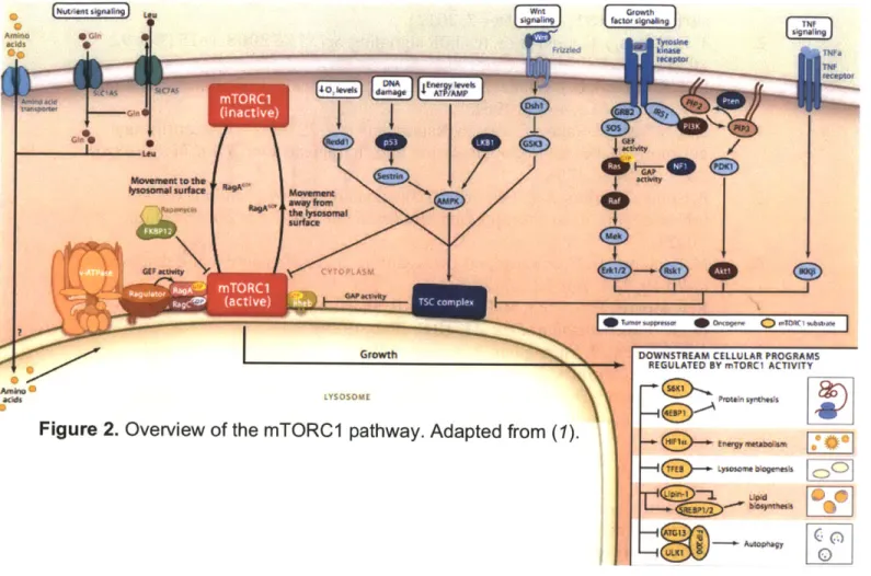 Figure  2.  Overview of the  mTORC1  pathway. Adapted  from  (1).