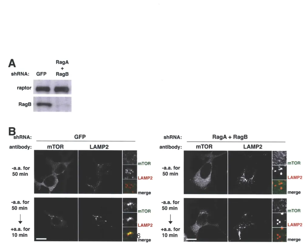 Figure Si RagA  +  RagB LAMP2RagARagBGFPAshRNA:raptorRagBGFPmTORLAMP2BshRNA:antibody: -a.a