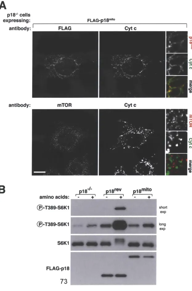 Figure S5 A p18+ cells expressing: antibody: antibody: FLAG-pi 8&#34;'&#34;OFLAG Cvt cmTOR Cyt c amino acids: ()-T389-S6K1 (-T389-S6K1 S6K1 FLAG-p18 P18 4   p8-v  P 18 mito--+ -+