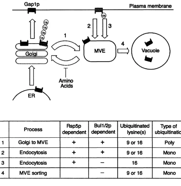 Figure 9.  Model  of Gaplp  sorting.  Gaplp  is sorted to the prevacuolar  endosome (PVE) by four distinct ubiquitin-dependent  mechanisms