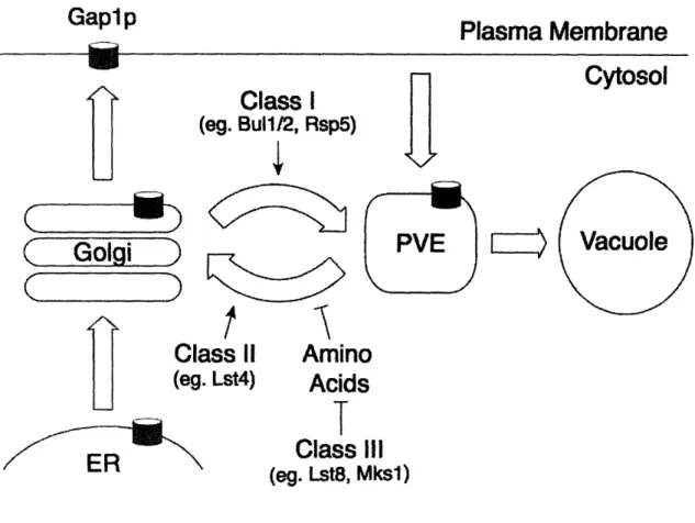 Figure 1.  Genetic  control  of Gap1p sorting.  Class  I  mutants  are defective  in  transport of Gap Ip from the  trans-Golgi to the PVE  and include  components  of the  E3-ubiquitin ligase complex