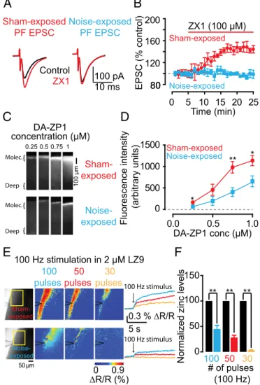 Fig. 4. Plasticity of AMPAR EPSCs by sound-evoked reduction of presynaptic zinc levels in DCN parallel fiber synapses