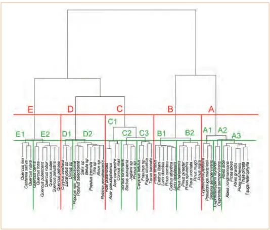 Fig. 3 : arbre de classifi cation des essences à partir de  l’analyse des correspondances multiples 