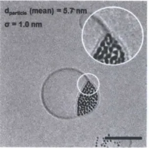 Figure  1.2.  Oleic  acid-coated  iron  oxide NPs  associated  stably  between  liposome bilayer  leaflets  after  surfactant  dialysis.