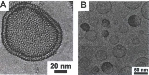 Figure  1.3.  AuNPs  coated  with  dodecanethiol  prepared  either  by  A)  extrusion  for  a dense  loading of liposomes, or B)  detergent dialysis  for the formation of Janus vesicles