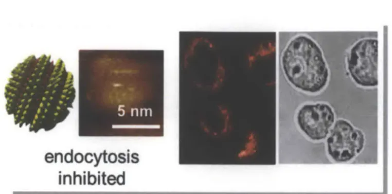 Figure  1.6.  Evidence  of amph-AuNP  entry  into  cells  via non-endocytic  pathways
