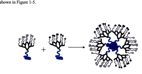 Figure 1-5.  Formation of micelles with clustered or multifunctional  ligands.