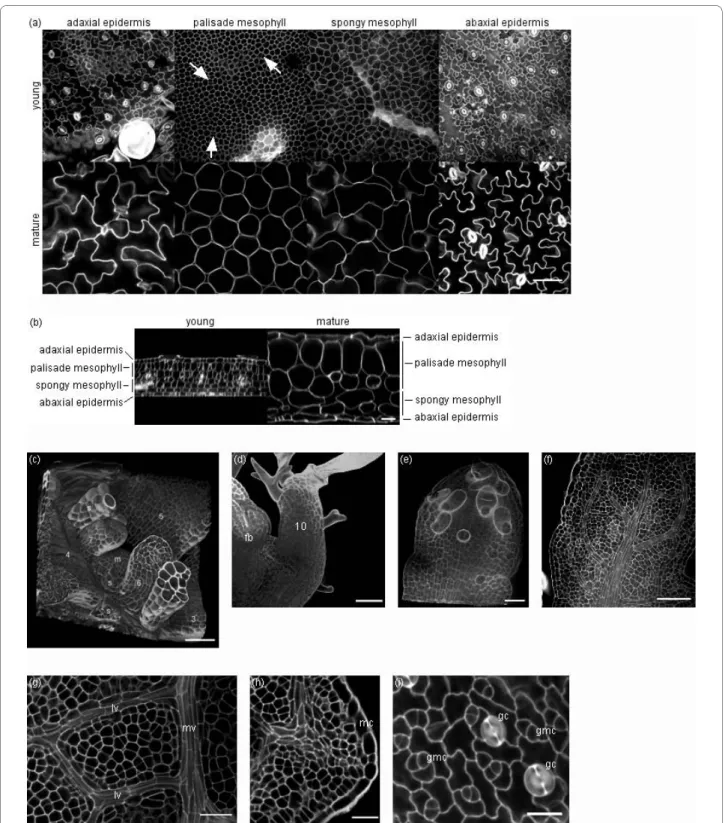 Figure 2 Three-dimensional imaging of Arabidopsis leaves at different developmental stages using multiphoton microscopy
