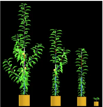 Fig. 2.    Reduction in growth and lateral branching along a peach tree trunk depending on the carbon threshold  required to build successive zones
