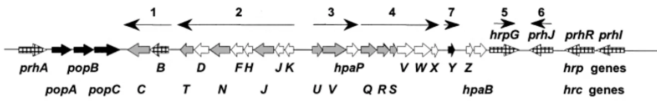 Figure 10. Organisation génétique de R. solanacearum du cluster de gène hrp (Van Gijsegem  et al