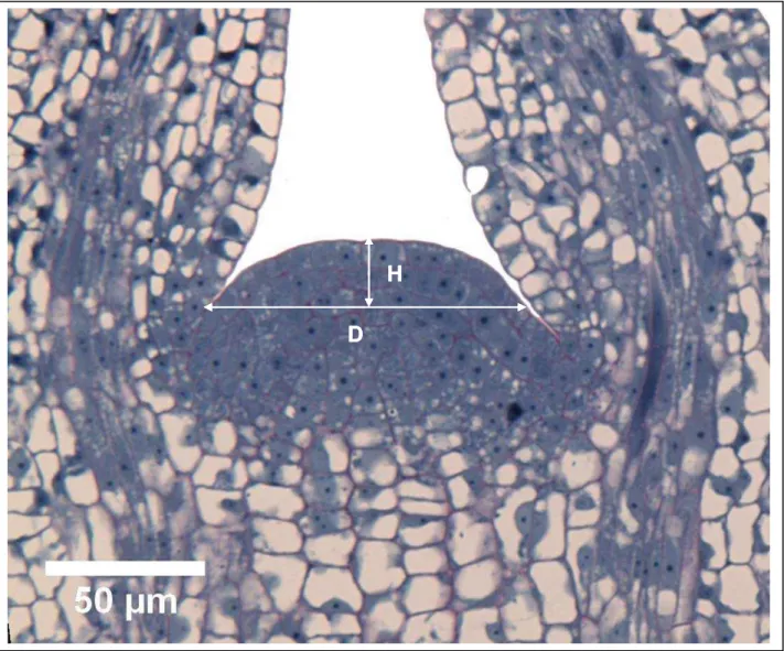 Fig. 1. Longitudinal median cross section of an E.urophylla X E. grandis SAM illustrating how H and D  were established
