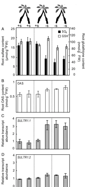 Figure 4. Effect of localized sulfate starvation on accumulation of sulfate, glutathione, O-acetyl-Ser, and SULTR1.1 and SULTR1.2 mRNA