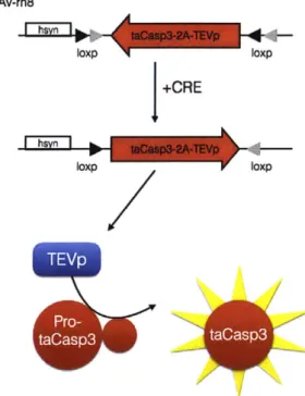 Figure  3-4 a. MAV-rh8 I+CRE IOXP  Ioxp 68 -4