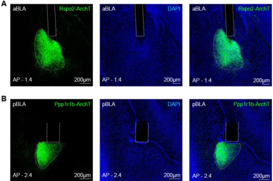 Figure S3. Expression of eArchT-EYFP and fiber placement for targeting BLA Rspo2 +  and 2 