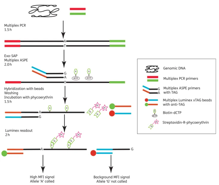Figure 2. Overview of the Luminex xTAG assay developed in this paper. More details of all steps can be found in the Materials and methods section.