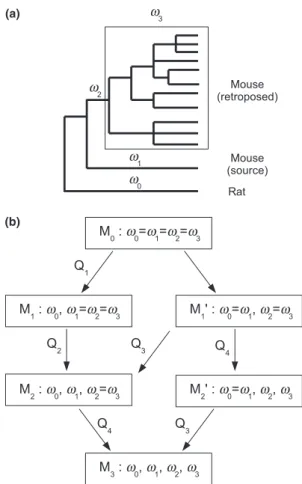 Fig. 2 Modelling d N /d S variations across lineages. (a) Schematic definition of x i ’s; (b) models used in this study and their nested relationships (arrows)