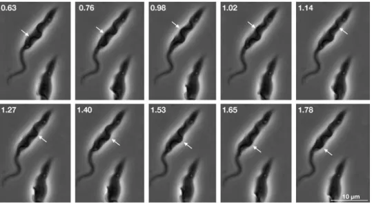 Figure 7. The new flagellum displays both tip-to-base and base-to-tip movements. Still images of Movie S2 (Supp