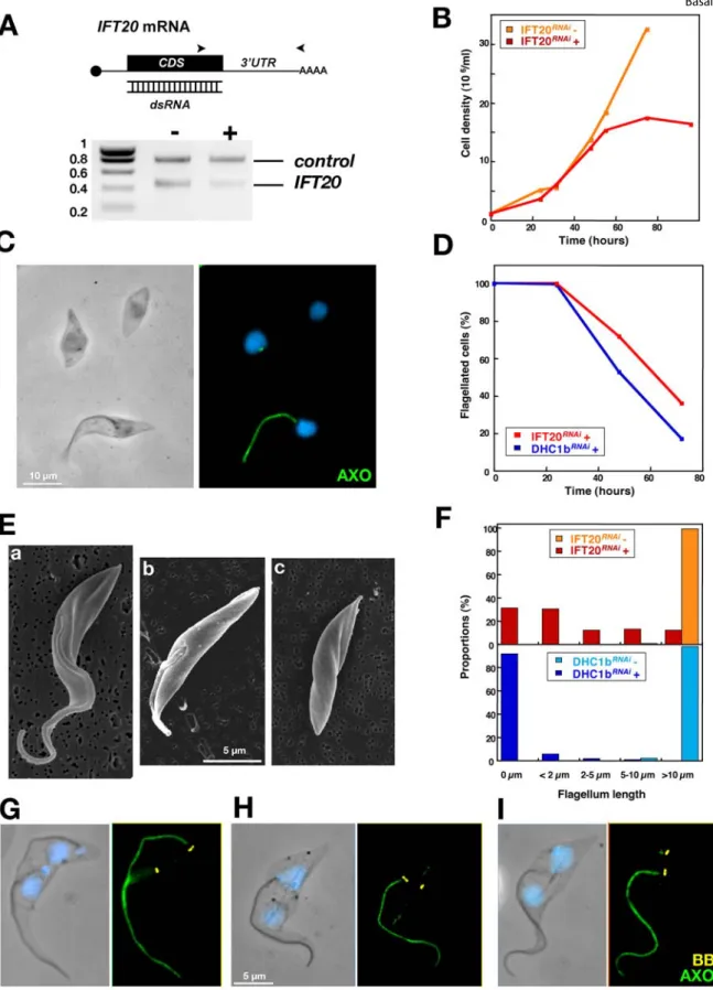 Figure 1. IFT20 is required for flagellum formation and for correct basal body migration