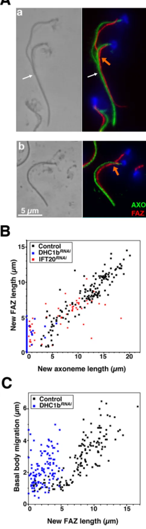 Figure 3. FAZ restricts basal body migration. A. Non-induced (a) or 48h-induced (b) DHC1b RNAi cells treated with calcium, leading to  de-polymerisation of the microtubule corset but not of the FAZ filament.