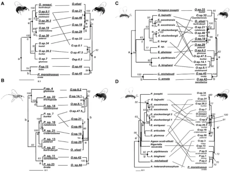 Figure 2. Pairwise comparisons of ITS2 fig wasps phylogenies (based on ML analyses): (A) sesqui versus uluzi phylogeny; (B) Philotrypesis versus uluzi phylogeny; (C) pollinator versus uluzi phylogeny; (D) pollinator versus sesqui phylogeny