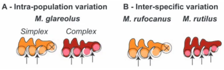 Figure 6. Relationships between upper molar size. Schematic representation of the relationships between the size of the molars along the upper molar row of the bank vole