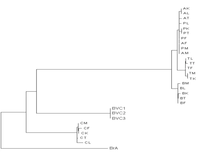 Figure  1.  Phylogenetic  relationships  among  nucleotide  sequences  of  partial  cytochrome  b  gene  (468  pb)  of  25  populations  of  Careyedon serratus