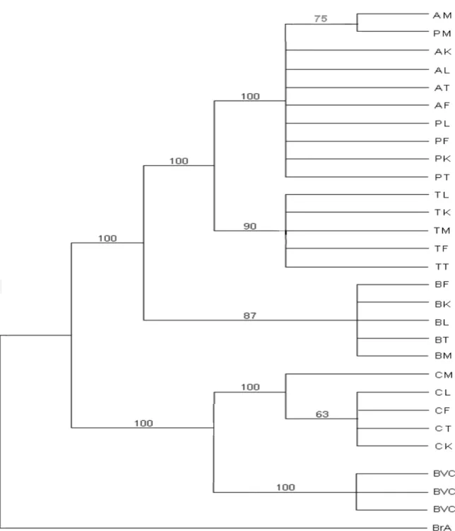 Figure 2. Phylogenetic relationships among nucleotide sequences of the total ITS1 of the total gene (950 pb) of 25  Caryedon Serratus populations