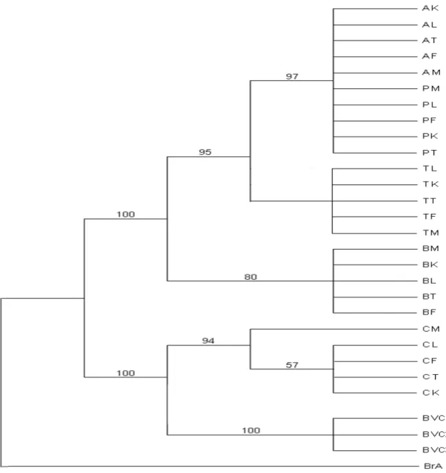 Figure 3. Phylogenetic relationships among nucleotide sequences of the pooled data (partial cytochrome b and ITS1  genes)  of  25  Careyedon  serratus  populations