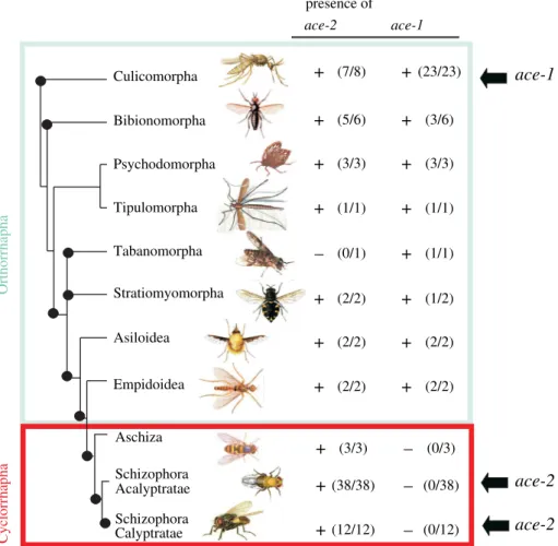 Figure 1. The distribution of ace genes in Diptera: presence (C) or absence (K) of ace-1 and ace-2 genes in the major divisions of the Diptera phylogeny