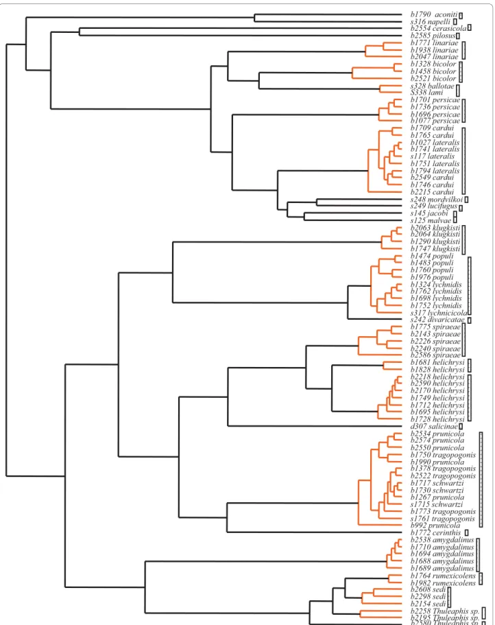 Figure 2 Species delimitation results. The vertical bars group all specimens identified as belonging to a significant cluster.