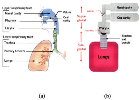 Fig.  2-1:  (a)  Cross-section  (adapted  from  [30])  and  (b)  schematic  diagram  of functional components  of the speech production  system.