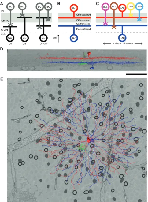 Figure 1. On-Off and Sustained-Transient Organization of the IPL