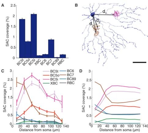 Figure 2D already showed that proximal SAC dendrites span a wide range of IPL depths, which are different from the depths of the intermediate and distal dendrites