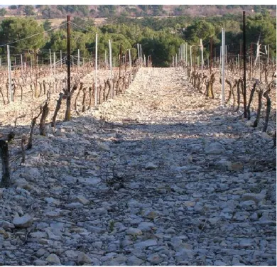 Figure 2. The rocky soil of la Clape vineyards 